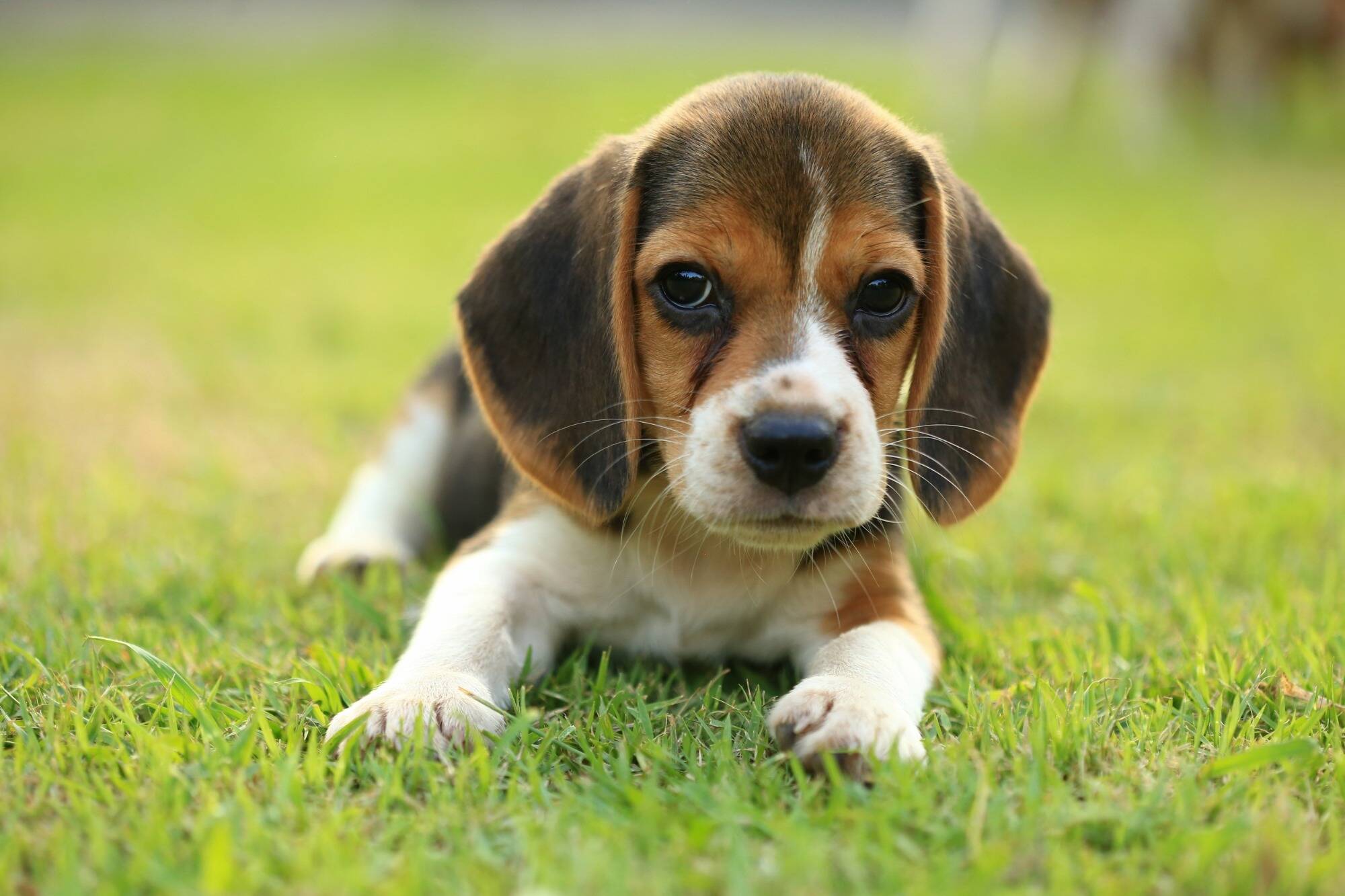 Un chiot sauve la vie de 67 personnes... car il aboie trop