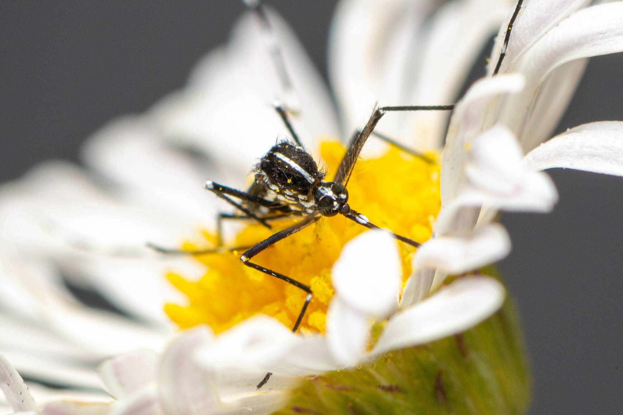 Avec la sécheresse, y aura-t-il moins de moustiques tigres cette année?