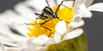 Prolifération, risques sur la santé, impact du réchauffement... Les réponses à vos questions sur le moustique tigre