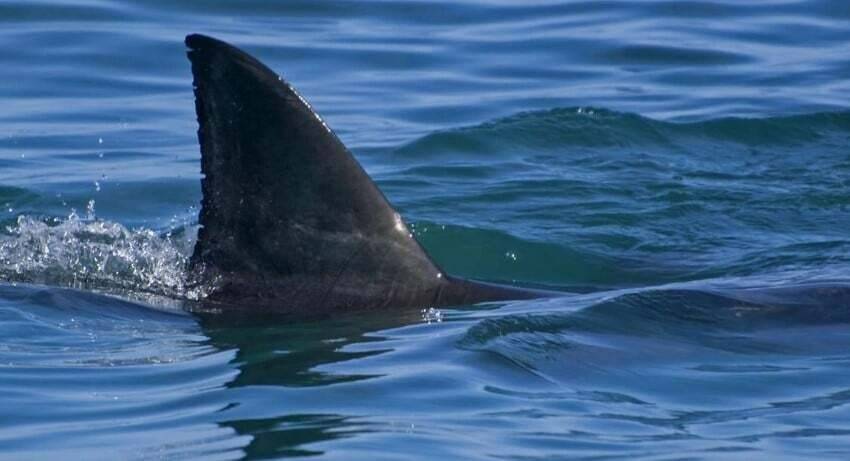 Vidéo: Un Russe de 23 ans se fait tuer par un requin en Egypte