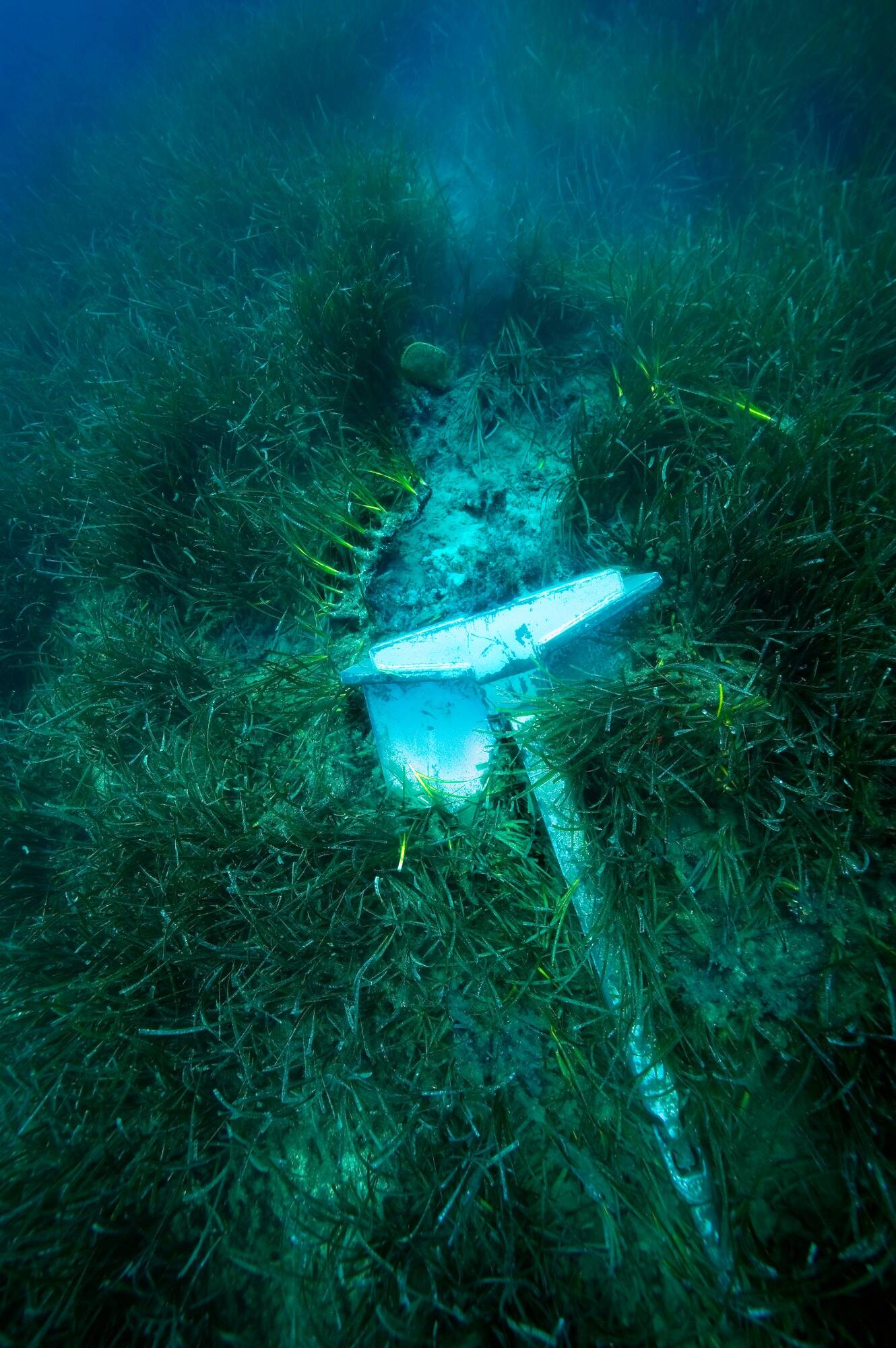 "Ils creusent des tranchées" avec leur ancre: comment sauver les forêts sous-marines de la Méditerranée ?