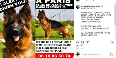 Un agriculteur lance un appel pour retrouver sa chienne Texane disparue au Salon de l'Agriculture à Paris