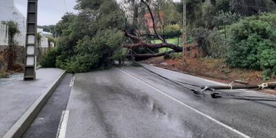 Interruption de la circulation après la chute d'un arbre sur une route à La Seyne