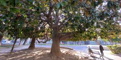 Nice, Toulon, Cannes, Antibes, Hyères... Quelle place occupe l'arbre dans vos villes?