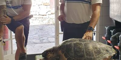 Une tortue caouanne en détresse de 23kg repêchée au large de Sainte-Maxime