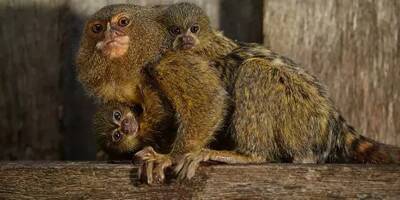 Une étude controversée sur les singes ravive le débat autour des essais sur les animaux