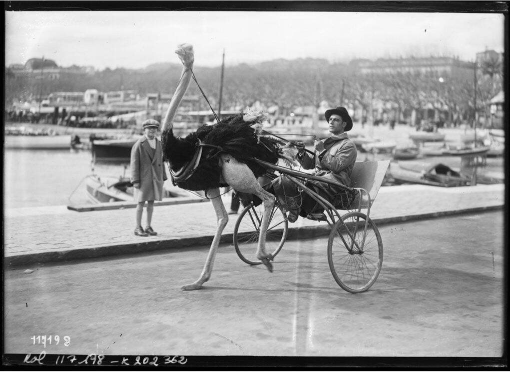 VIDEO. Quand plus d'une centaine d'autruches divertissaient les Azuréens dans un quartier de Nice au début du XXe siècle