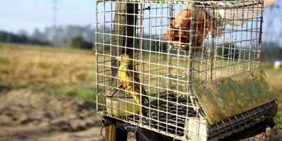 Le gouvernement veut ré-autoriser des chasses traditionnelles d'oiseaux