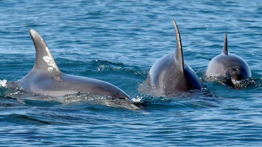 Protection des dauphins: le golfe de Gascogne fermé un mois aux grands navires de pêche