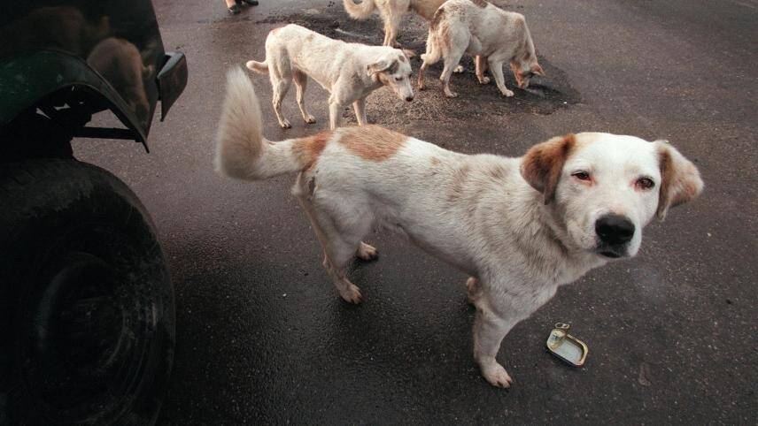 Le Maroc pourrait abattre trois millions de chiens errants avant la Coupe du monde 2030
