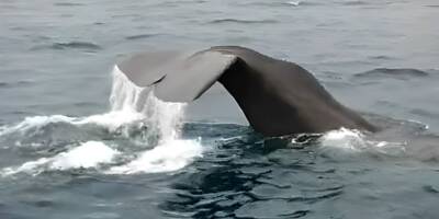 Une baleine aperçue en baie de Cannes: 