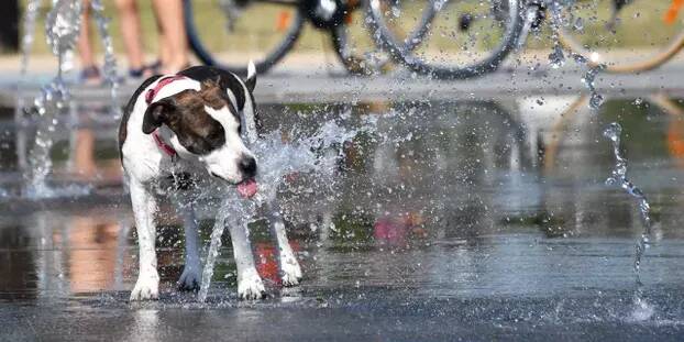 Dans cette commune, ne pas ramasser la crotte de son chien peut vous coûter une fortune