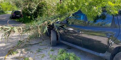 Abattu par des vents puissants, un arbre chute sur une voiture à Cagnes-sur-Mer