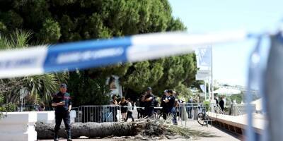 Un palmier tombe sur La Croisette durant le Festival de Cannes: un blessé grave évacué par les pompiers