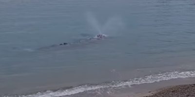 VIDEO. Il filme une baleine à quelques mètres des côtes au Fort Carré à Antibes