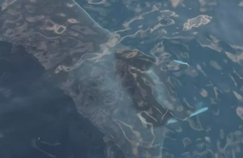 "Elle était plus large que le bateau": trois copains pêcheurs tombent sur une raie géante à 200 mètres d'un port varois, leurs images sont exceptionnelles