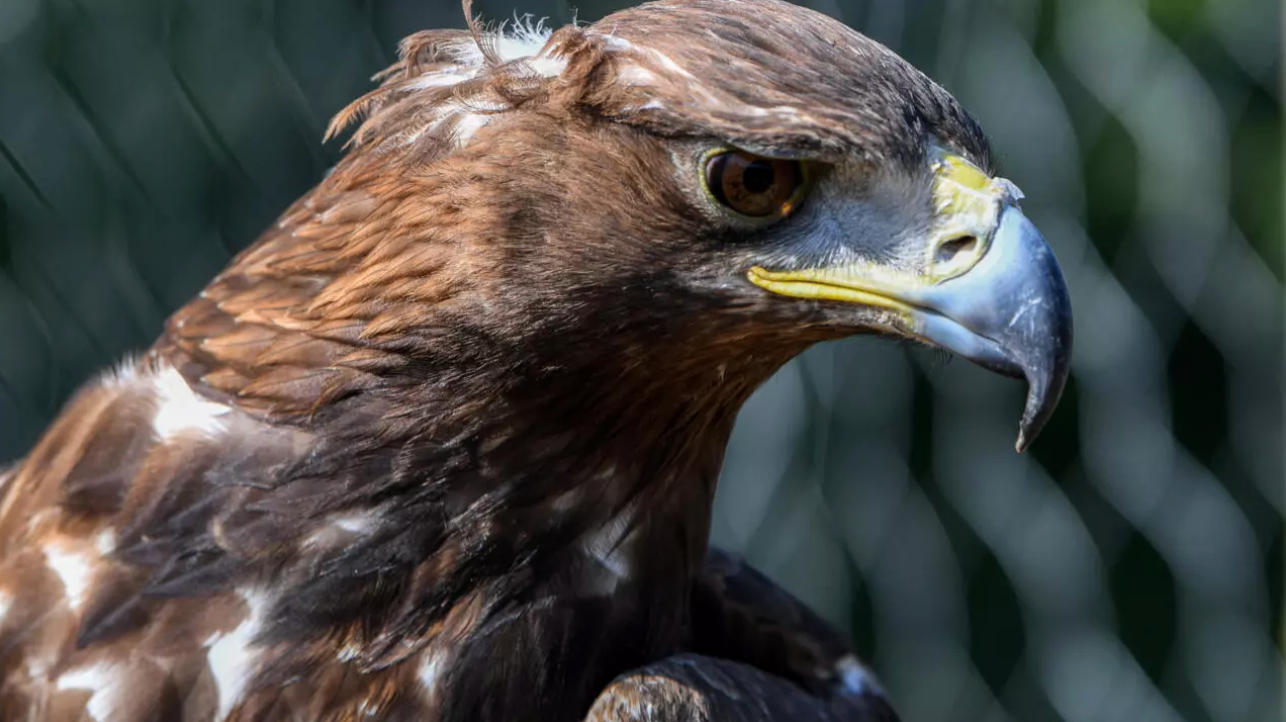 Aigle royal tué par une éolienne dans l'Hérault: décision renvoyée au 9 avril