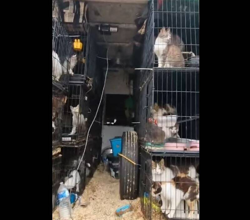 Morts ou dans un état pitoyable... Elle gardait des centaines de chats et de chiens dans son van