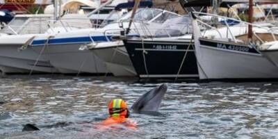 Un dauphin, habitué de la Côte d'Azur, a été observé dans le Vieux-Port de Marseille