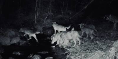 La meute de loups prise en photo dans la Tinée probablement l'une des plus vieilles de France