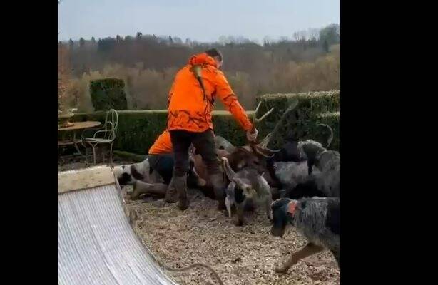 "Ils l'ont massacré": Luc Besson scandalisé après la mise à mort d'un cerf sur la terrasse de sa propriété par des chasseurs