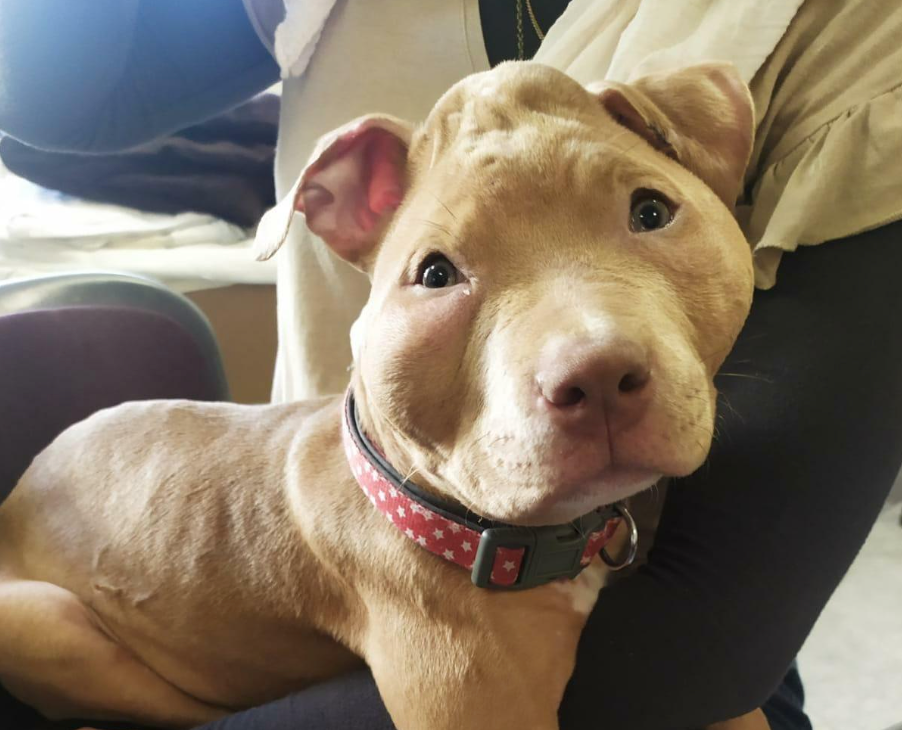 "La place de ces barbares n'est plus en liberté": Eric Ciotti s'insurge contre les deux influenceurs accusés d'avoir torturé leur chiot de 4 mois