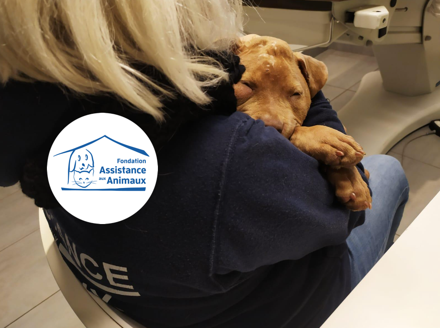 Une influenceuse comparaît devant la justice pour avoir martyrisé son chiot de quatre mois