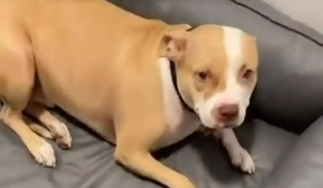 Chien maltraité: le rappeur Timal présenté au procureur en vue d'une peine