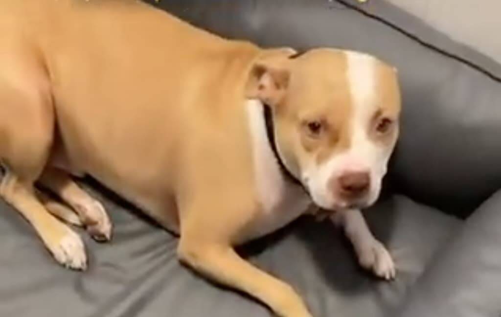 Le rappeur Timal en garde à vue après s'être filmé sur Snapchat en train de frapper son chien