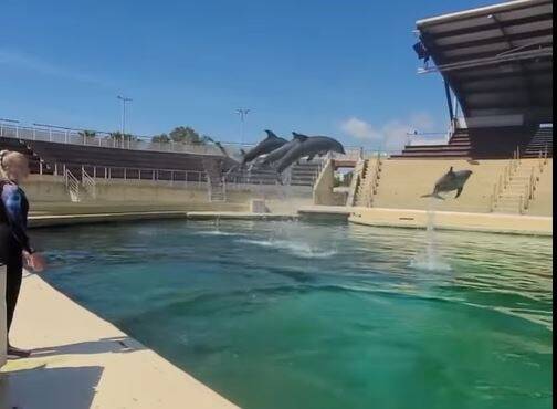 "On est là 7 jours sur 7 pour prendre soin d'eux et de leur environnement": les soigneurs de Marineland réagissent à la vidéo polémique
