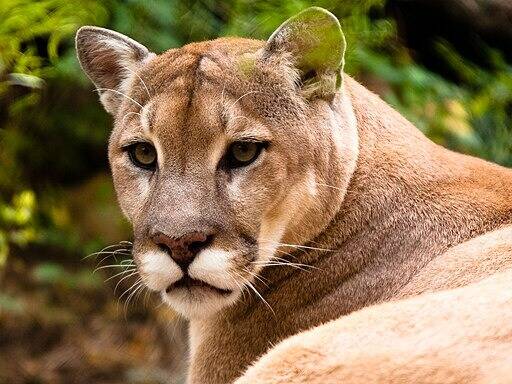 Ils ont leve les bras pour sembler plus grands un cougar tue un homme en Californie premiere attaque fatale en 20 ans Nice Matin