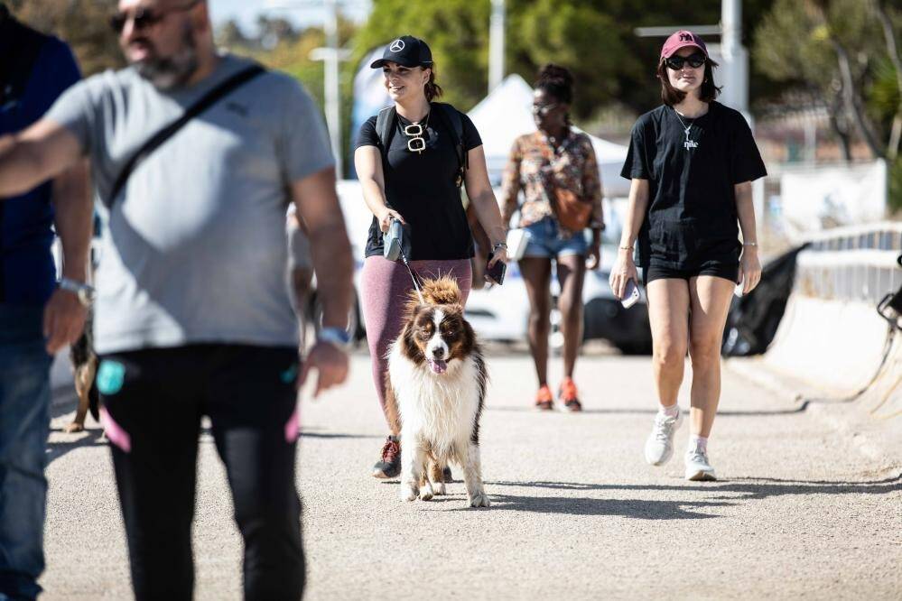La ville de Toulon est-elle le paradis des chiens? Donnez-nous votre avis
