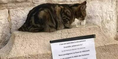 Privée de fontaine, une chatte se désaltère grâce à la solidarité des riverains à Vence