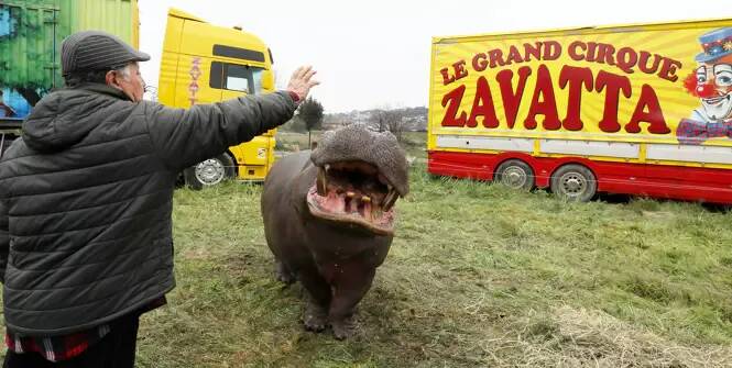 Comment le cirque Zavatta a monté son chapiteau à Nice en plein bras de fer avec la mairie