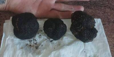 Le chien trouve trois truffes d'été dans le jardin de ses maîtres à Antibes
