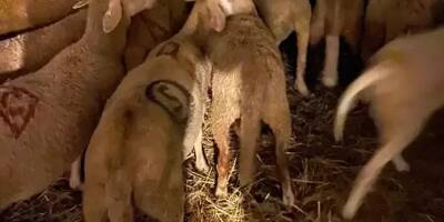 Abattoir clandestin à Nice: quel sort sera réservé pour la quarantaine de moutons?