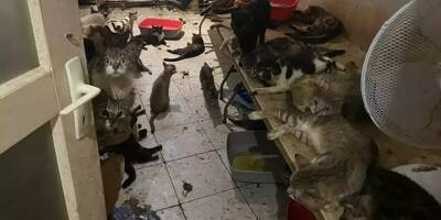 Le couple qui gardait 159 chats et 7 chiens dans son appartement de Nice condamné à de la prison avec sursis