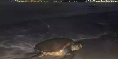 A Saint-Cyr, une tortue a débarqué sur la plage des Lecques ce dimanche soir