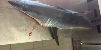 La polémique se poursuit autour du restaurant varois qui a diffusé la photo d'un requin péché par accident
