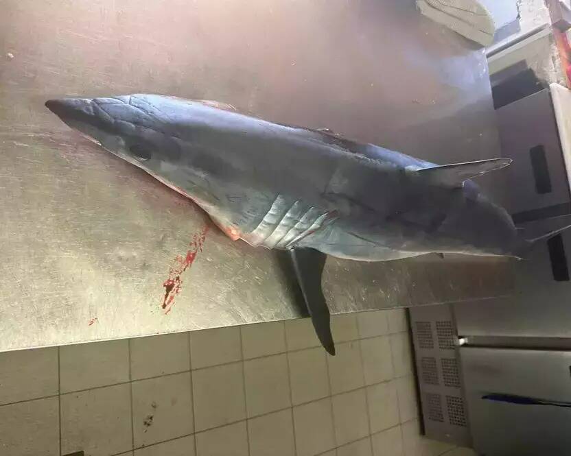 Un requin pêché par accident sur le littoral varois se retrouve chez un restaurateur et affole le web