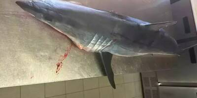 Un requin pêché par accident sur le littoral varois se retrouve chez un restaurateur et affole le web