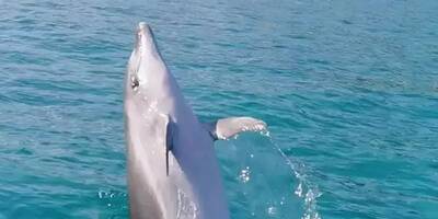 Les superbes images d'un dauphin jouant près d'un jet-ski dans le Golfe de Saint-Tropez