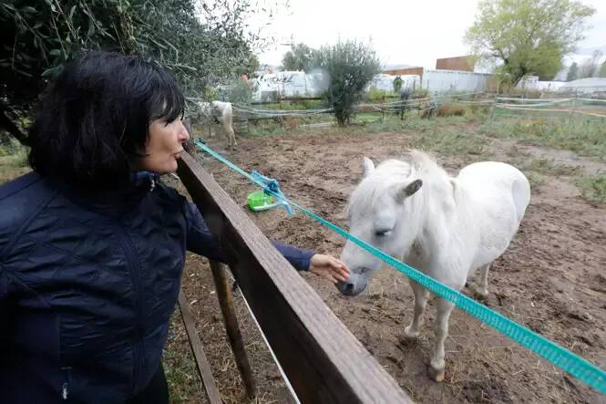 Abandonnés dans un haras de Vidauban, ces chevaux rescapés ont été recueillis par un refuge associatif de Nice