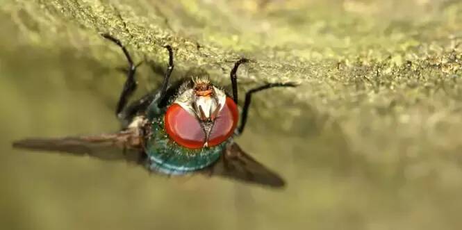 On vous explique pourquoi les mouches ont proliféré chez nous et combien de temps ça va encore durer