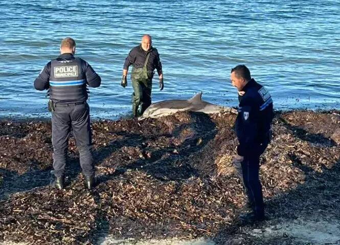 Un dauphin mort retrouvé échoué sur une plage à Six-Fours