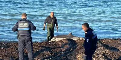 Un dauphin mort retrouvé échoué sur une plage à Six-Fours
