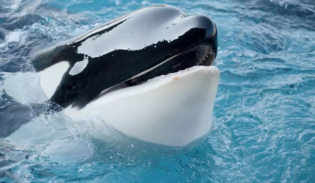 Une vidéo relance la polémique sur le sort des orques et des dauphins dans les bassins du Marineland d'Antibes, définitivement fermé au public