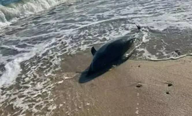 On en sait plus sur la mort du dauphin retrouvé sur une plage de Sainte-Maxime