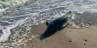 On en sait plus sur la mort du dauphin retrouvé sur une plage de Sainte-Maxime