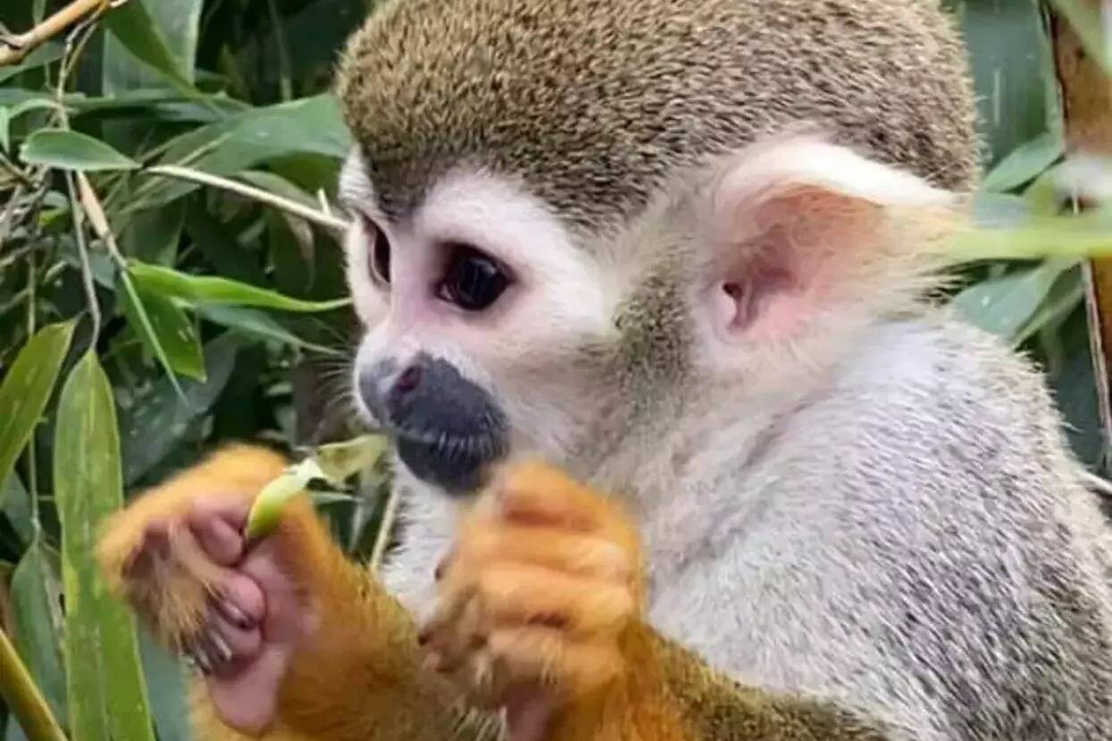 "Nous avons été mis en alerte": la direction régionale des douanes de Nice réagit à l'affaire du vol des singes-écureuils et évoque les autres trafics